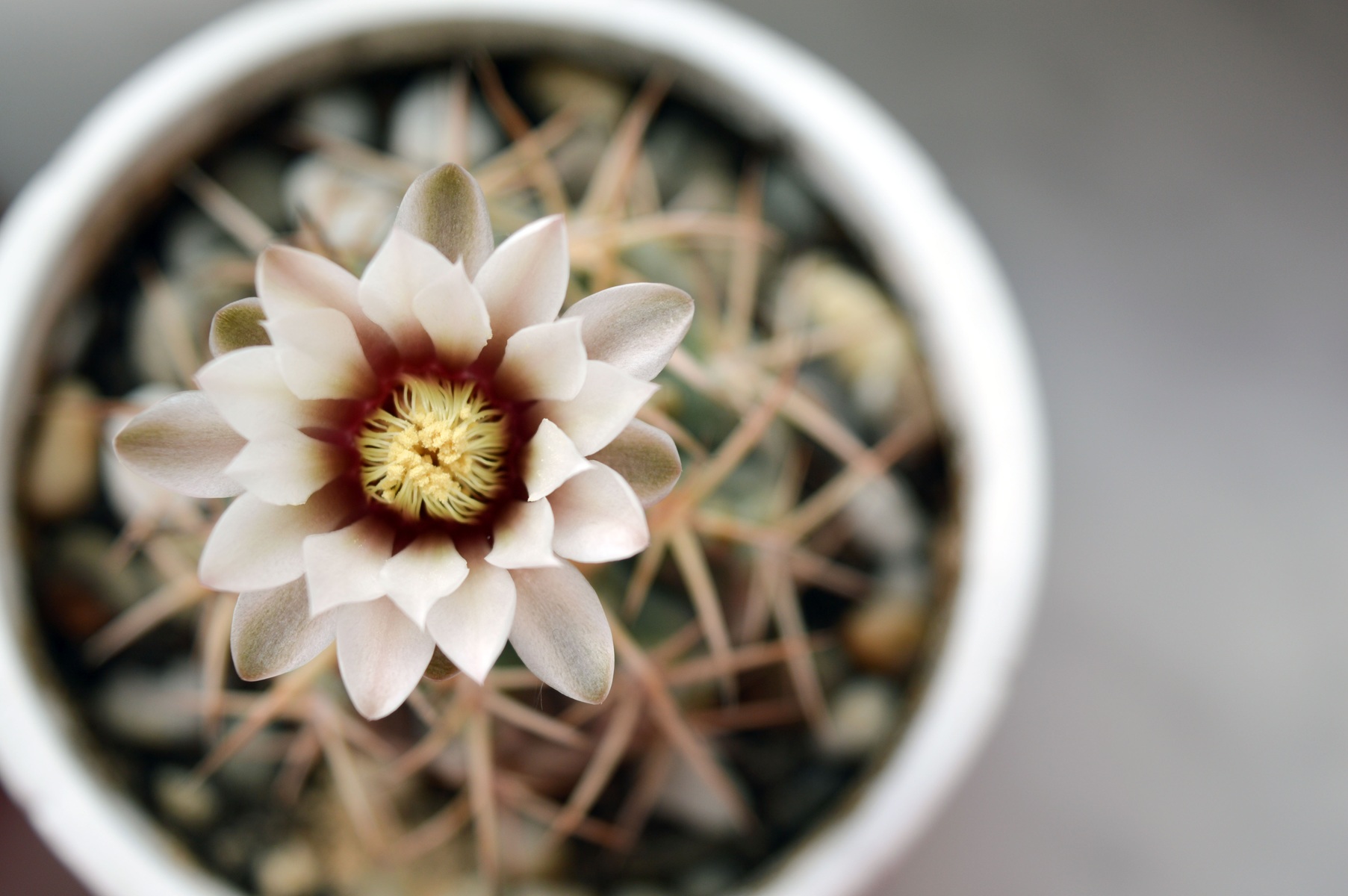 Head-on closeup of cactus flower