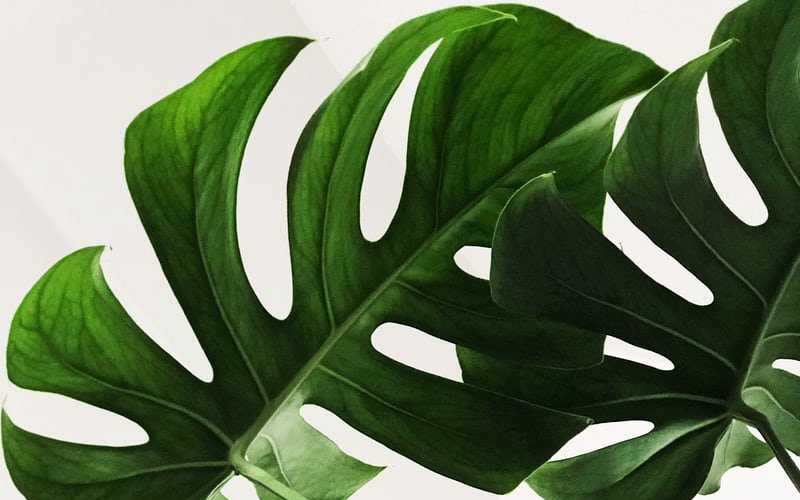 Closeup of split-leaf philodendron leaves