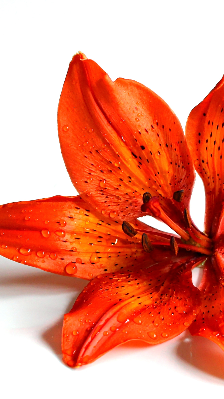 Close-up of red iris