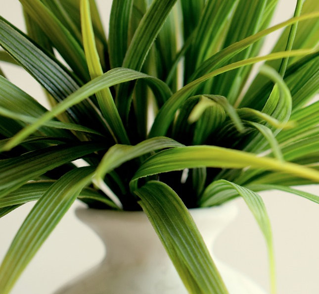 Spider plant in white pot